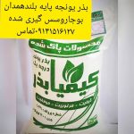 بذر یونجه پایه بلند همدان - Image 2