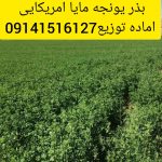 بذر یونجه ماپا امریکایی