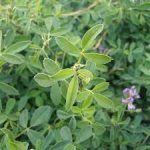 بذر یونجه قره یونجه - Image 3