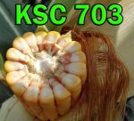 بذر ذرت هیبرید KSC 703 - Image 2