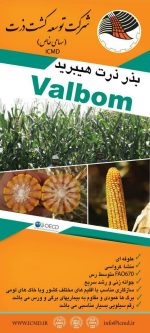 بذر ذرت هیبرید VALBOM - Image 2