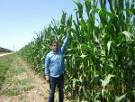 بذر ذرت هیبرید BC678 - Image 5