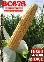 بذر ذرت هیبرید BC678 - Image 6