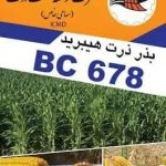 بذر ذرت هیبرید BC678