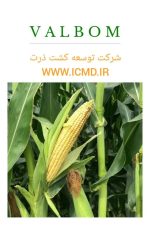 بذر ذرت هیبرید VALBOM - Image 5