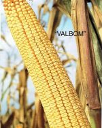 بذر ذرت هیبرید VALBOM - Image 4