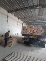 بذر ذرت سینگل کراس 704 - Image 2